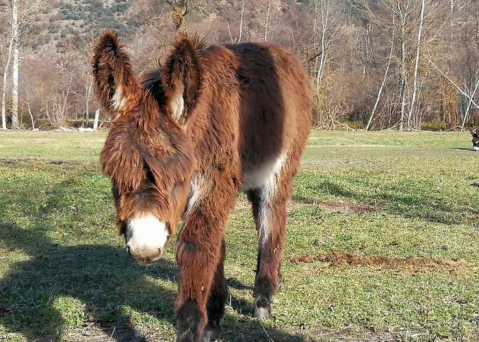 Ca La Nena Lejlighed Esterri d'Àneu